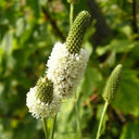 White Prairie Clover, 10 Seeds
