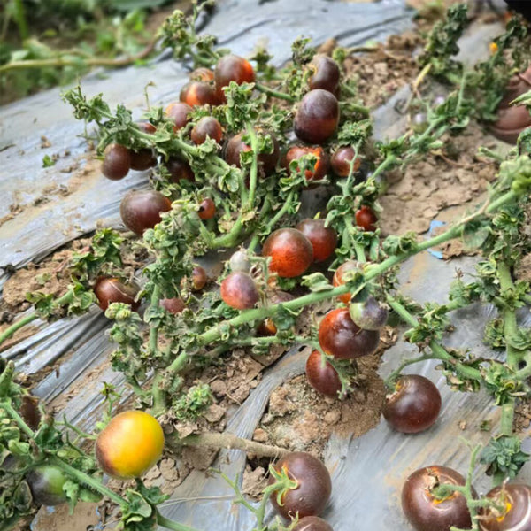 946 Tsukuyomi Special Leaf Tomato, 5 Seeds