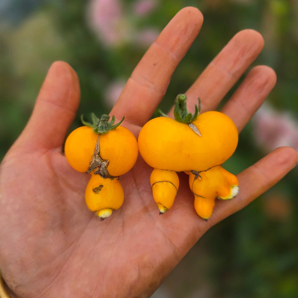 1022 Mini Yellow Inkspot Tomato, 5 Seeds