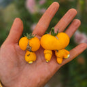 1022 Mini Yellow Inkspot Tomato, 5 Seeds