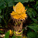 Ground Burst Golden Lotus, 30 Seeds