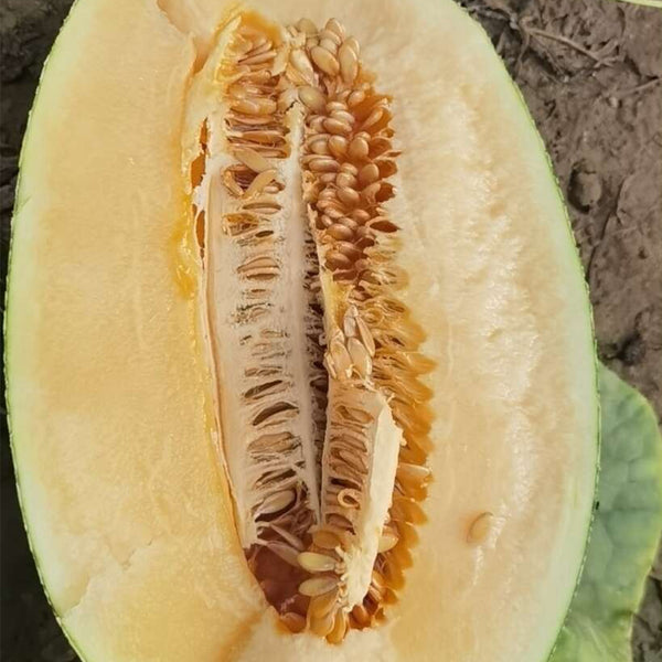 Zhenyu Sweet Melon Seeds, 100 Seeds