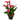 'Beautiful Art' Calla Lily, 16/18cm Circumference, 1 Bulb