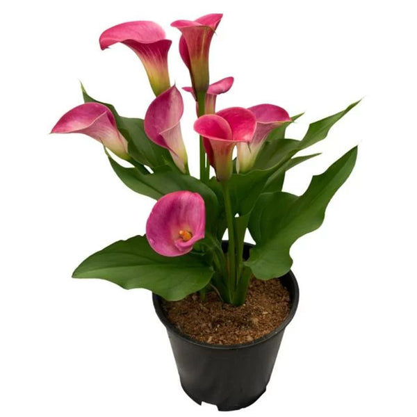 'Beautiful Art' Calla Lily, 16/18cm Circumference, 1 Bulb