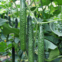 'Holland 35' Cold-Tolerant Cucumber Seeds, 20g