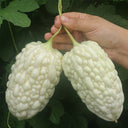 Apple-Type Bitter Melon Seeds, 5 Seeds