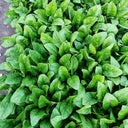 'Jinbote No.26' Spinach Seeds, 10g