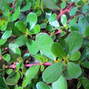 Dutch Purslane Seeds, 10g