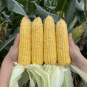Zhongnong Tian No.488 Super Sweet Fruit Corn, 50 Seeds