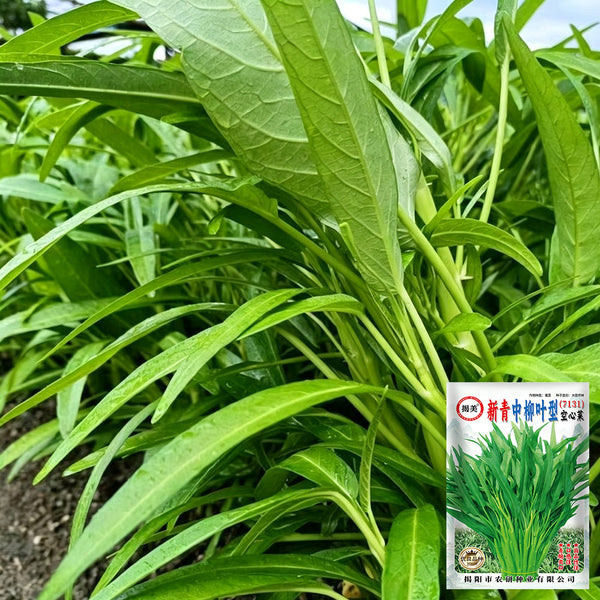 Jiemei New Green Willow Leaf Water Spinach Seeds, 500g