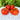 262 Mega Marv Tomato, 5 Seeds