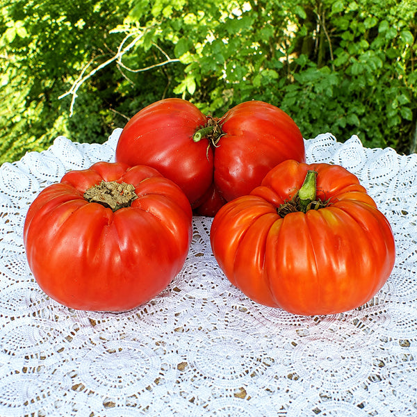 262 Mega Marv Tomato, 5 Seeds