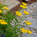 Yellow Yarrow Seeds, Pkt of 500