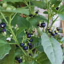 "Jinlong" Black Nightshade, 100 Seeds
