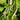Purple Speckled Kidney Bean, 50 Seeds