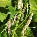 Purple Speckled Kidney Bean, 50 Seeds