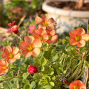 Oxalis versicolor 'Cherry Cream', 5 Bulbs