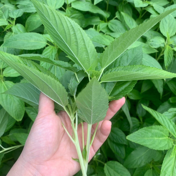 Chaozhou Jute Leaf Seeds, 10g
