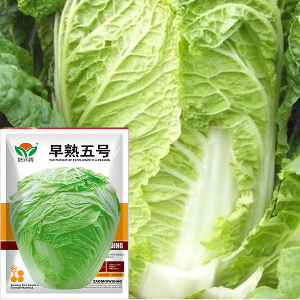 Early-maturing No.5 Chinese Cabbage Seeds, 5 × 5g Bags