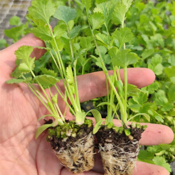 Authentic Shandong Coriander Seeds, 20g