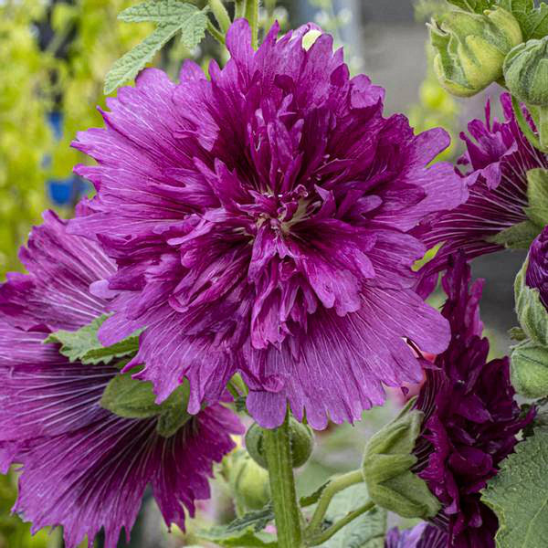 Lilac Rose Hollyhock (Alcea rosea L.) Seeds, 200 Seeds