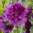 Lilac Rose Hollyhock (Alcea rosea L.) Seeds, 200 Seeds