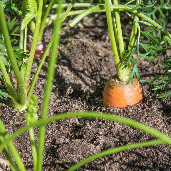 Rainbow Carrot Seeds, 0.5g