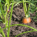 Rainbow Carrot Seeds, 0.5g