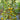 717 Green Cloud Tomato, 5 Seeds
