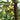 Little Rascal Gourd Seeds, 2g