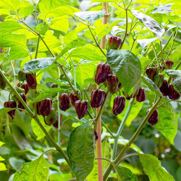 Chocolate Habanero, 5 Seeds