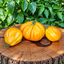 380 Zheltye Torbochki Tomato, 5 Seeds