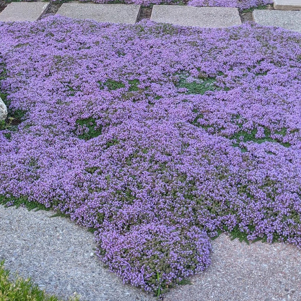 Creeping Thyme, 100 Seeds
