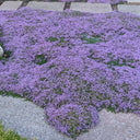 Creeping Thyme, 100 Seeds