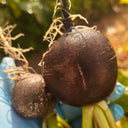 Black Skin Cherry Radish Seeds, 2g