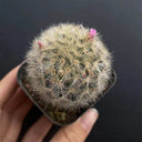 Mammillaria carmenae, 3-4cm