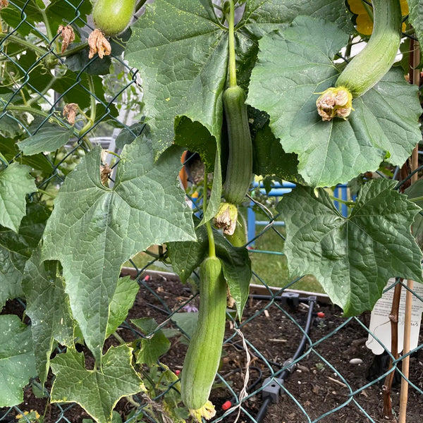 Qingmei Luffa Seeds, 20 Seeds