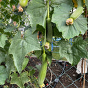 Qingmei Luffa Seeds, 20 Seeds