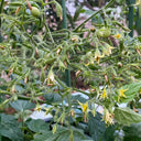 Mille Fleurs Tomato Seeds, 5 Seeds