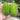 Little Hedgehog Cucumber Seeds, 0.5g