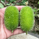 Little Hedgehog Cucumber Seeds, 0.5g