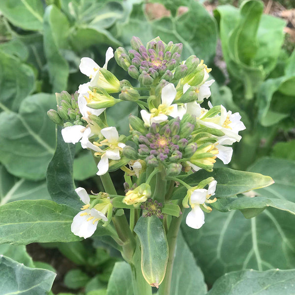 'Jiemei Jinmei Zhonghua' Chinese Kale Seeds, 20g