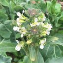 'Jiemei Jinmei Zhonghua' Chinese Kale Seeds, 20g