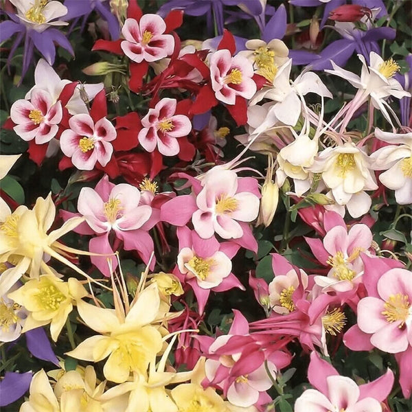Hezhichun Aquilegia 'Cat's Paw Mix' Seeds, 1g