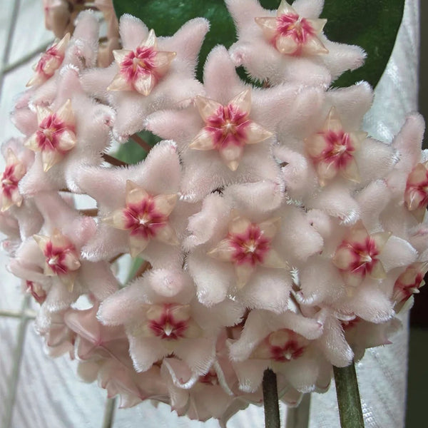 Hoya oblongacutifolia, 5 Cuttings