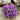 Purple Rock Cress, 100 Seeds