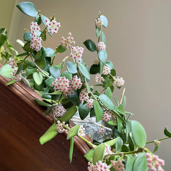 Coin Leaf Hoya, 5 Cuttings