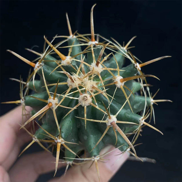 Ferocactus peninsulae, 3-4cm