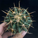 Ferocactus peninsulae, 3-4cm