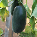 Flying No.8' Sweet Melon Hybrid F1 Seeds, 50 Seeds